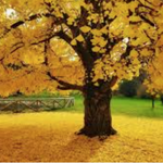 Ginkgo Biloba vaso 9 adatto per bonsai
