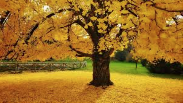 Ginkgo Biloba vaso 9 adatto per bonsai