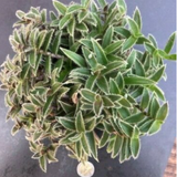 Tradescantia Cyanotis somaliensis