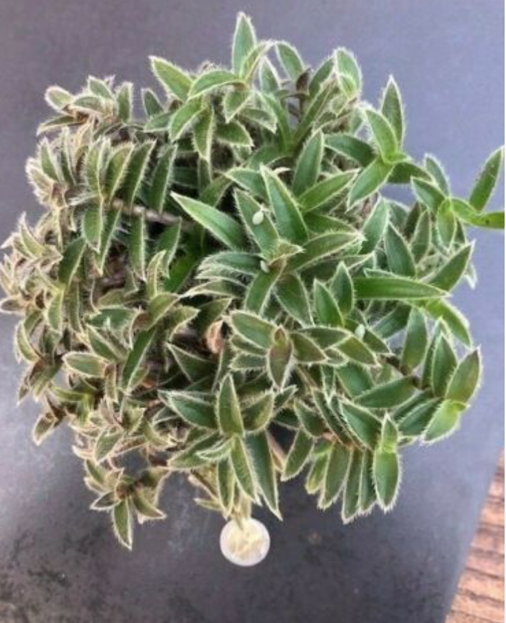 Tradescantia Cyanotis somaliensis