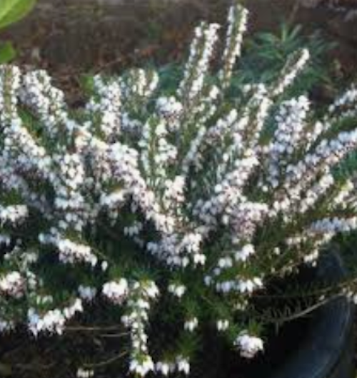 Erika darleyensis White bianca vaso 13