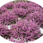 Erica darleyensis  rosa vaso 13/14. -  5/6 piante x m2