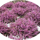 Erica darleyensis  rosa vaso 13/14. -  5/6 piante x m2
