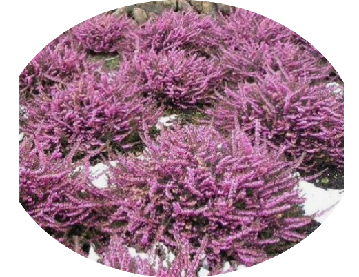 Erica darleyensis  rosa vaso 13/14. -  5/6 piante x m2