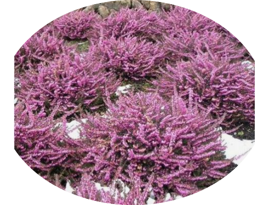 Erica darleyensis  rosa vaso 13/14. -  5/6 piante x m2