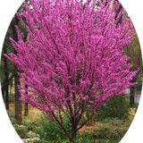 Cercis chinensis Avondale innesto vaso 9