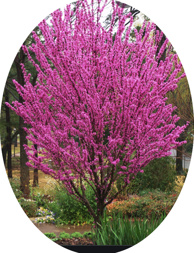Cercis chinensis Avondale innesto vaso 9