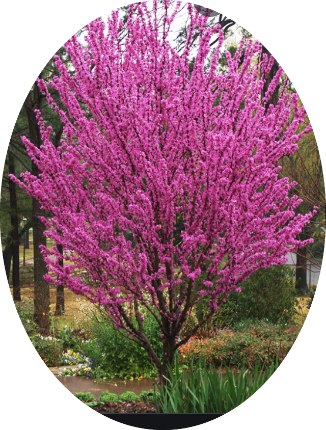 Cercis chinensis Avondale innesto vaso 9