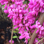 Cercis chinensis Avondale innesto vaso 9