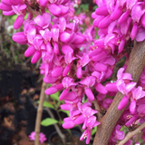 Cercis chinensis Avondale innesto vaso 9