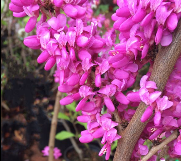 Cercis chinensis Avondale innesto vaso 9