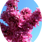 Cercis chinensis Avondale innesto vaso 9