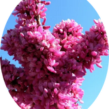 Cercis chinensis Avondale innesto vaso 9
