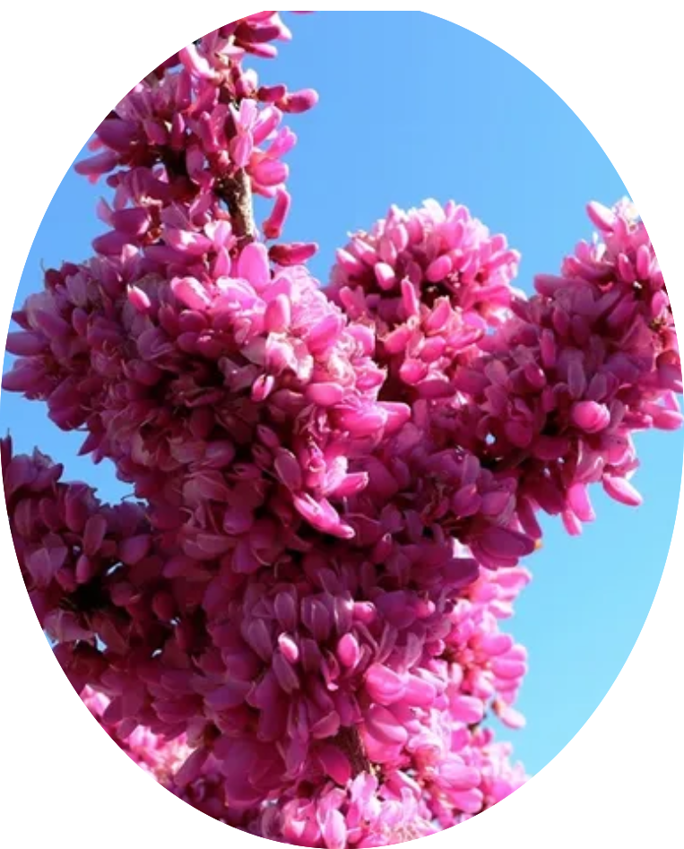 Cercis chinensis Avondale innesto vaso 9