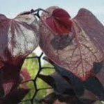 Cercis canadensis ‘Forest Pansy’ innesto vaso 9
