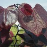 Cercis canadensis ‘Forest Pansy’ innesto vaso 9