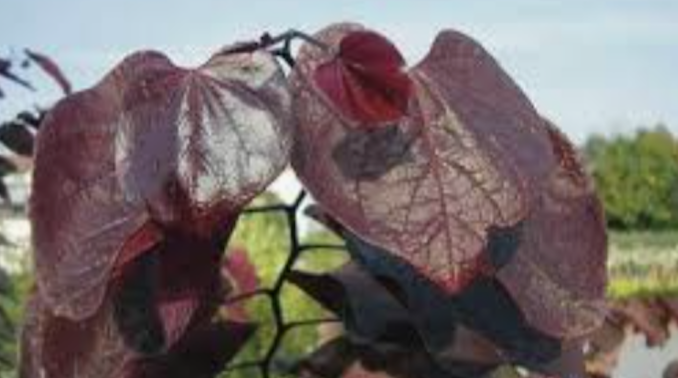 Cercis canadensis ‘Forest Pansy’ innesto vaso 9