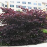 Cercis canadensis ‘Forest Pansy’ innesto vaso 9