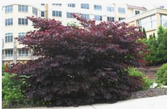 Cercis canadensis ‘Forest Pansy’ innesto vaso 9