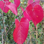 Cercis canadensis ‘Forest Pansy’ innesto vaso 9