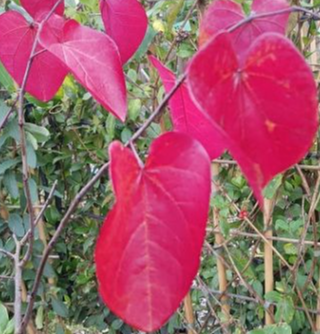 Cercis canadensis ‘Forest Pansy’ innesto vaso 9