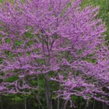 Cercis canadensis ‘Forest Pansy’ innesto vaso 9
