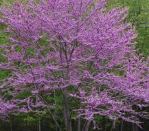 Cercis canadensis ‘Forest Pansy’ innesto vaso 9