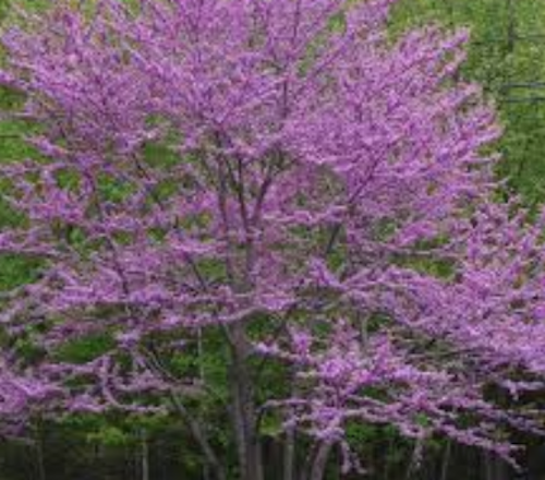 Cercis canadensis ‘Forest Pansy’ innesto vaso 9