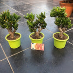 Crassula Hobbit Bonsai cm. 25