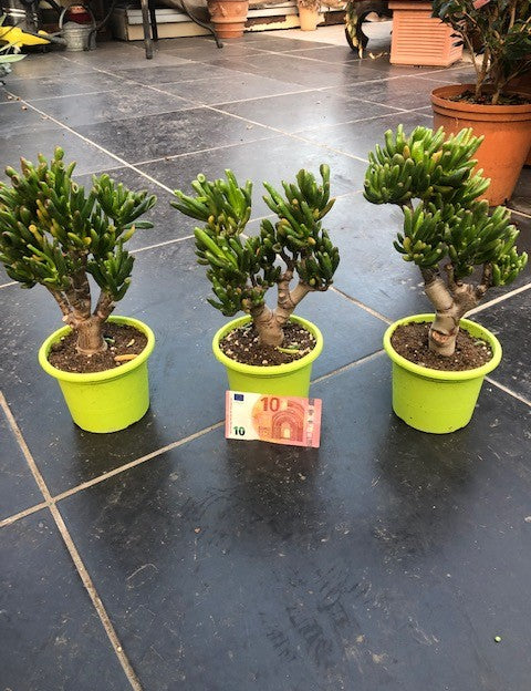 Crassula Hobbit Bonsai cm. 25