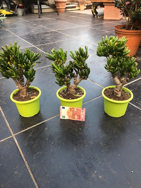 Crassula Hobbit Bonsai cm. 25