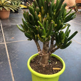 Crassula Hobbit Bonsai cm. 25