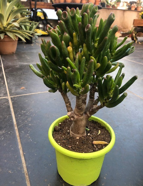 Crassula Hobbit Bonsai cm. 25