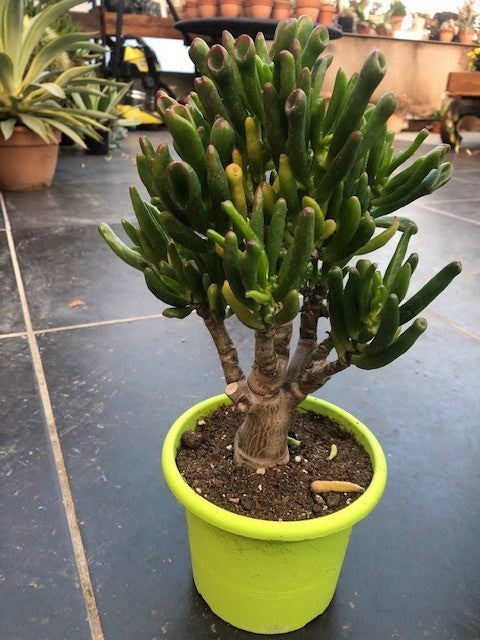 Crassula Hobbit Bonsai cm. 25