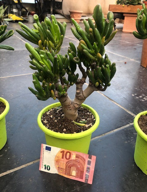 Crassula Hobbit Bonsai cm. 25