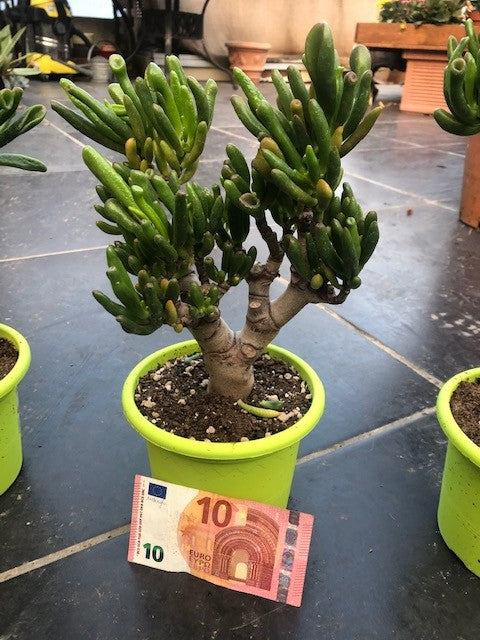 Crassula Hobbit Bonsai cm. 25