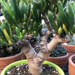 Crassula Hobbit Bonsai cm. 25