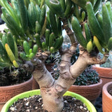 Crassula Hobbit Bonsai cm. 25
