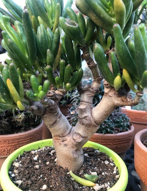 Crassula Hobbit Bonsai cm. 25