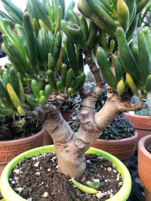 Crassula Hobbit Bonsai cm. 25
