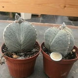 Astrophytum myriostigma Tricostatum cv. Sankaku Ranpo-gyoku