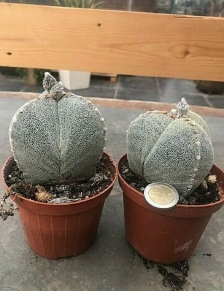 Astrophytum myriostigma Tricostatum cv. Sankaku Ranpo-gyoku