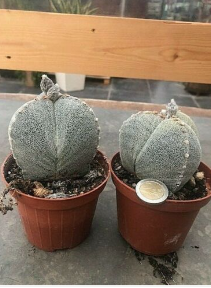 Astrophytum myriostigma Tricostatum cv. Sankaku Ranpo-gyoku