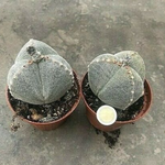 Astrophytum myriostigma Tricostatum cv. Sankaku Ranpo-gyoku