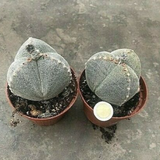 Astrophytum myriostigma Tricostatum cv. Sankaku Ranpo-gyoku