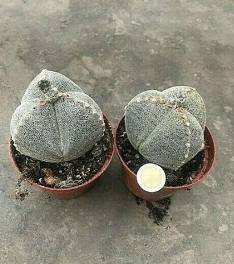 Astrophytum myriostigma Tricostatum cv. Sankaku Ranpo-gyoku