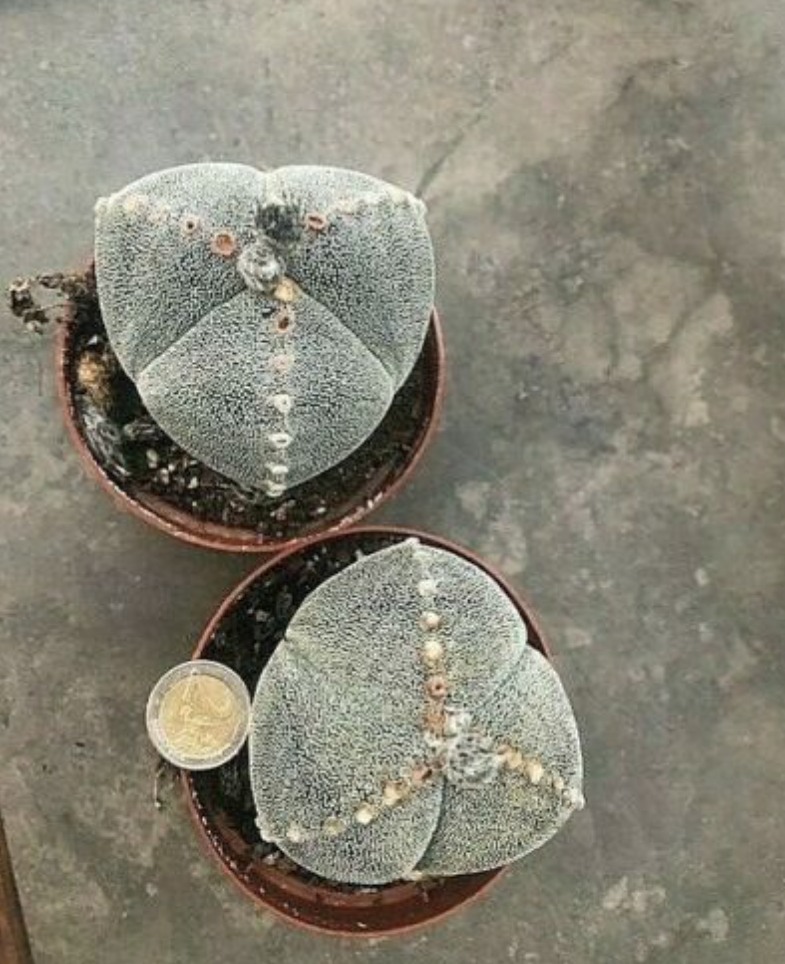 Astrophytum myriostigma Tricostatum cv. Sankaku Ranpo-gyoku