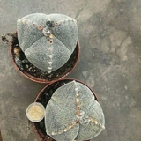 Astrophytum myriostigma Tricostatum cv. Sankaku Ranpo-gyoku