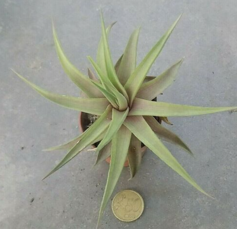 Haworthia Limifolia Var. Ubomboensis