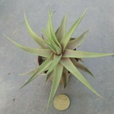 Haworthia Limifolia Var. Ubomboensis